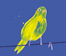 Yellow Bird with Worm